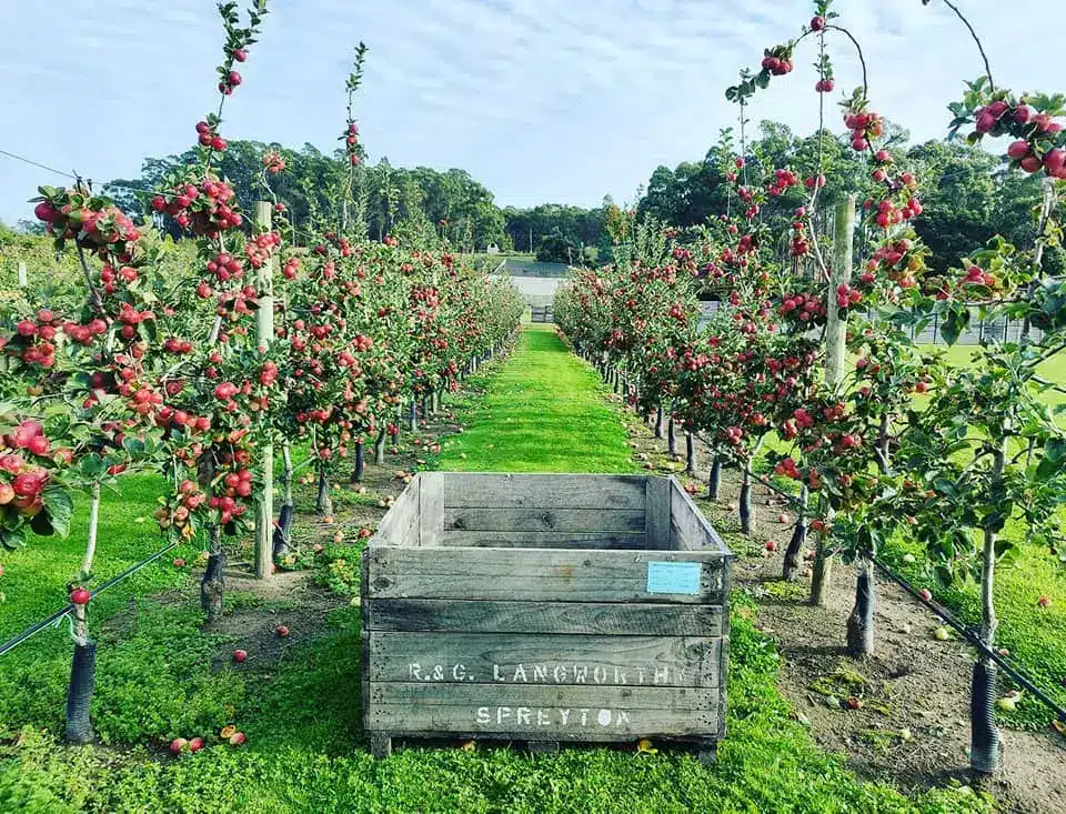 Apple crate in the apple orchard