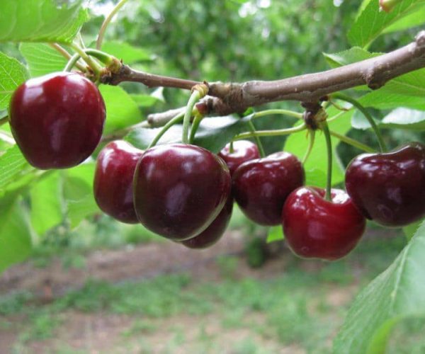 spreyton-fresh-cherry-tree-1.jpg